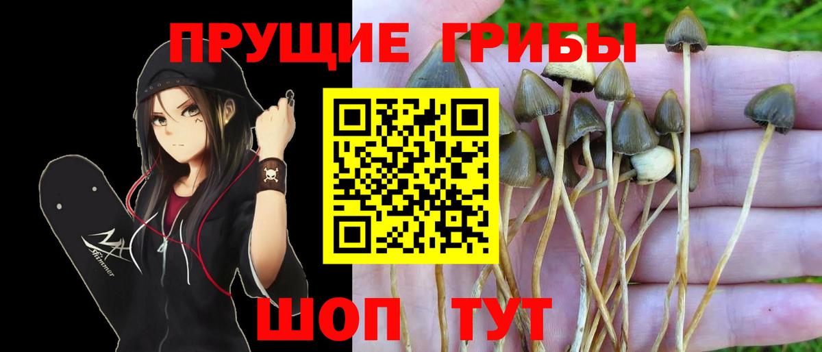 Долгопрудный  Псилоцибиновые грибы MAGIC MUSHROOMS  Галлюциногенные грибы Psilocybine cubensis  Вход с VPN 